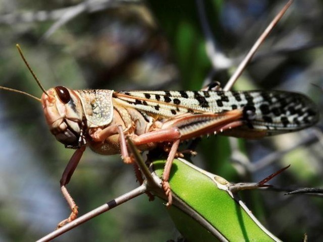 Locust attack: Government at last decides to impose emergency