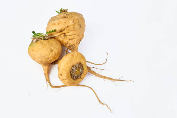 Maca Root: One of Nature’s Energy Boosters