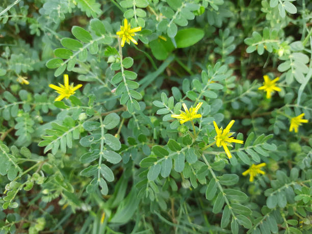 Herbal Remedies for Hormonal Imbalance in Men 2